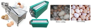 Egg Washer